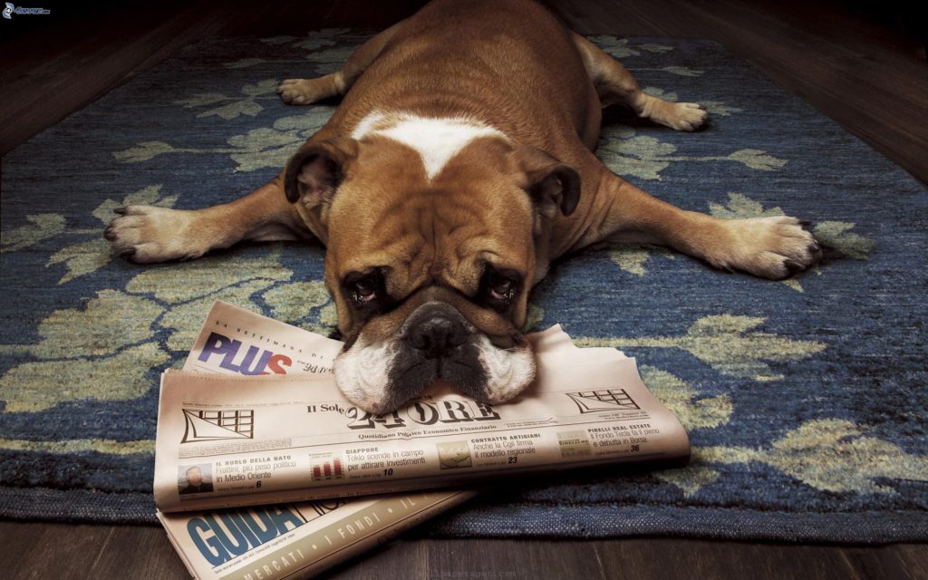 bulldog-inglese,-triste-cane,-giornale,-tappeto-167591