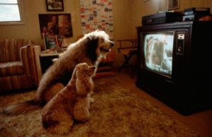 DOG TV